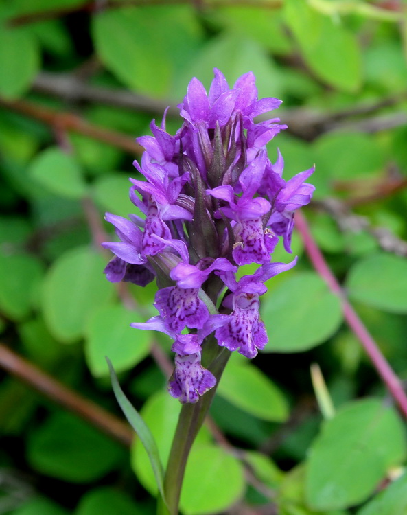 Curiosit - Dactylorhiza maculata